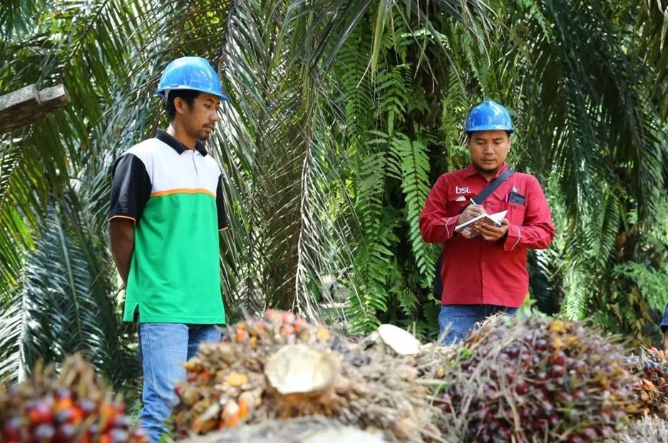 Dampak Perkebunan Sawit terhadap Komunitas Lokal di Kuansing: Sebuah Analisis Mendalam