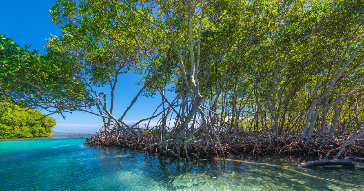 Hutan Mangrove Dumai (Bandar Bakau)