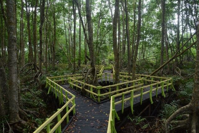 Hutan Mangrove Mandah