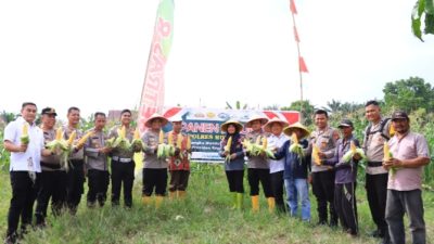 Kapolres Rohil Bersama Dinas Pertanian dan PJU, Panen Jagung Kick of Penanaman