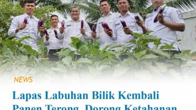 Komitmen Dukung Program Ketahanan Pangan ! Lapas Labuhan Bilik Kembali Panen Terong