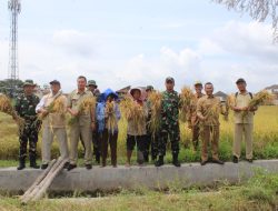 Komandan Kodim 0729/Bantul Hadiri Panen Perdana Padi di Sewon