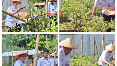 Bukti Nayata Dukung Program Ketahanan Pangan, Rutan Tarutung Kembali Melakukan Pemanenan Sayur