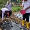 Lanjutkan Program Ketahanan Pangan, Kalapas Kelas IIB Padangsidimpuan Bersama Jajaran Gelar PANANAM Bawang Tahap Pertama